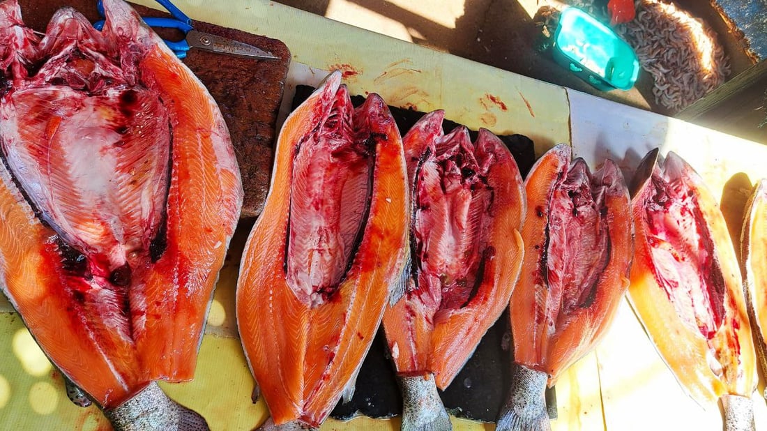 قائمة بأسعار السمك في مزاد الفاو الصباحي لهذا اليوم