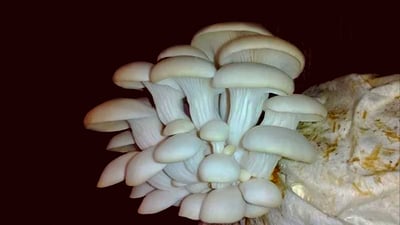 به‌رهه‌مهێنانى کوارگ (قارچک) له‌ هه‌رێمی كوردستان زیاد له‌ پێویستى ناوخۆیە‌