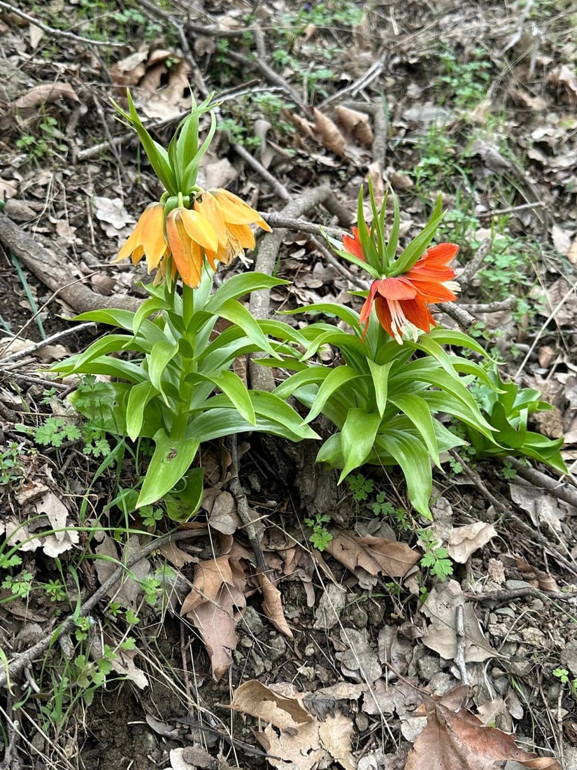 له‌ باڵه‌كایه‌تى په‌ره‌ به‌ پڕۆژه‌ى پاراستنى (گوڵه‌ شلێر) ده‌درێت