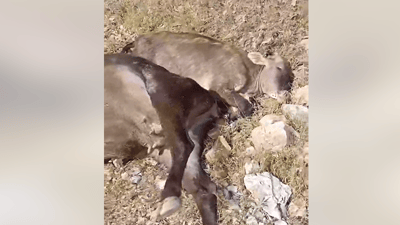 هەورەبروسکە سێ سەر رەشەوەڵاخی کوشت