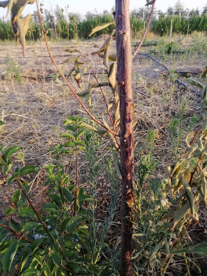 ژمارەیەک دار سیس بوون؛ گەرمایە و کرمیش لەناوە