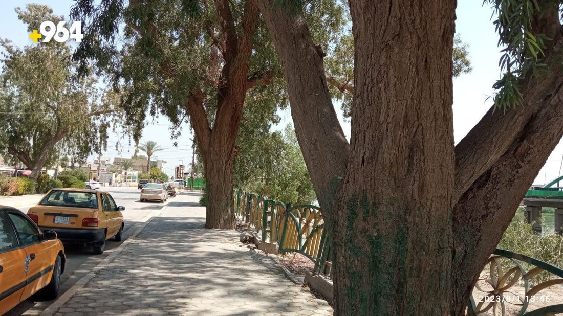 صور: طويريج تضع حراساً على 75 شجرة معمرة لحمايتها من الحطابين