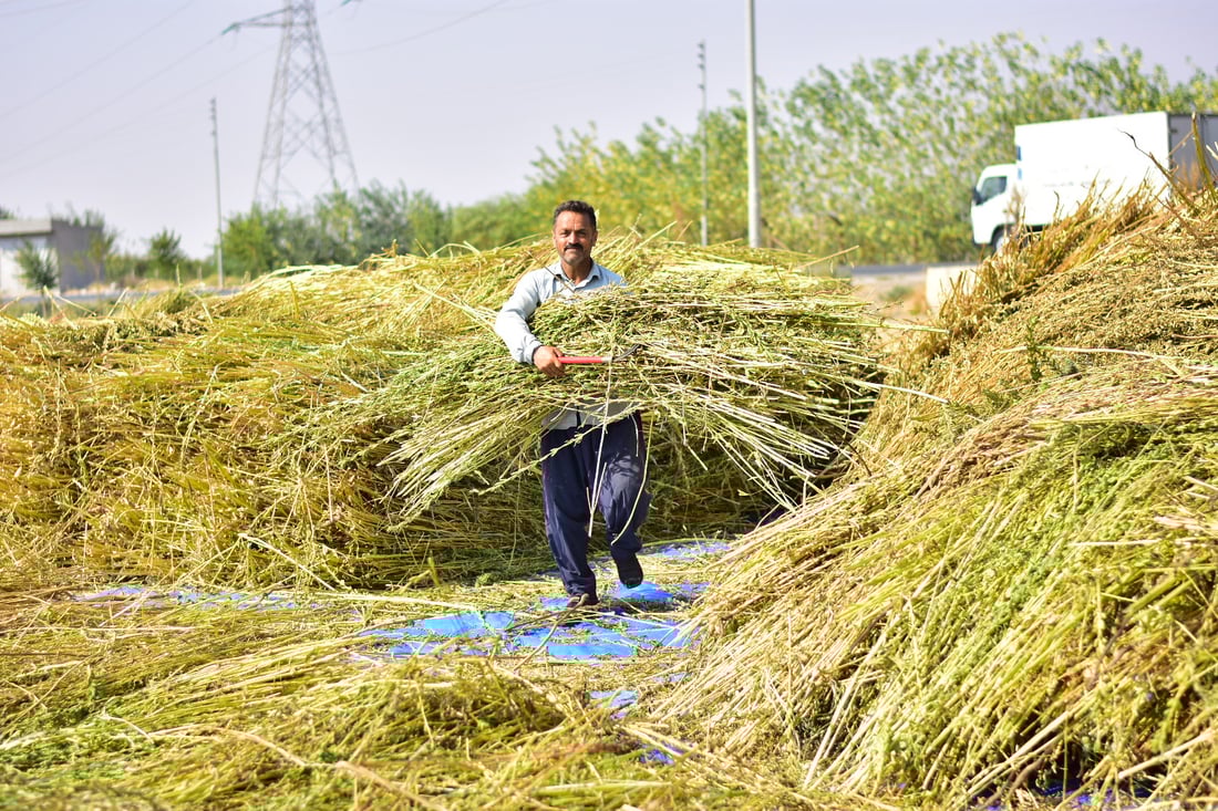 Sesame harvest begins in Mwan village despite irrigation challenges