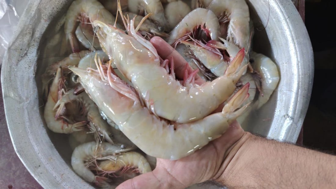 أكثر من 10 أطنان سمك في مرسى النقعة.. ذروة موسم النويبي والروبيان جامبو (صور)