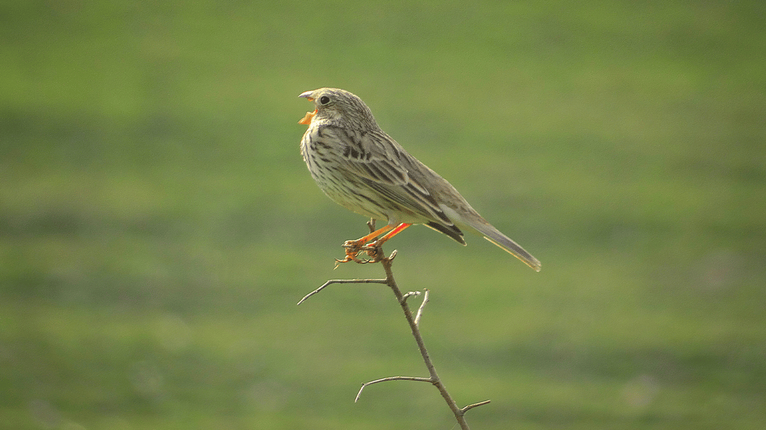 باڵندەکانی پشدەر رەنگی بەهاریان هێناوە