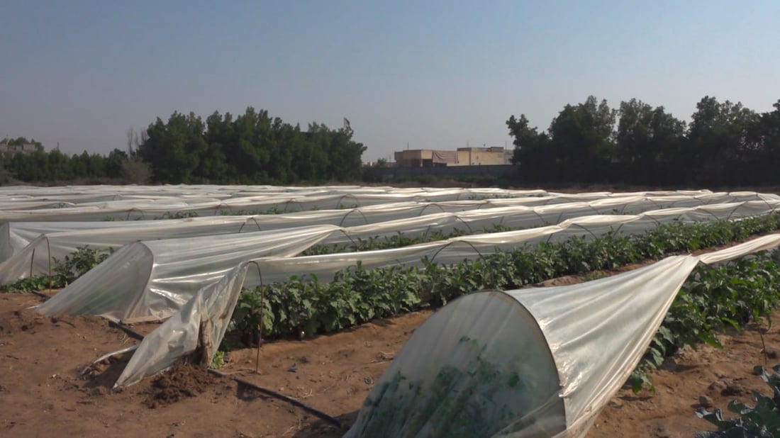 له‌ بیابانی به‌سڕه‌ پێنج جۆر باینجان پێگەیشت