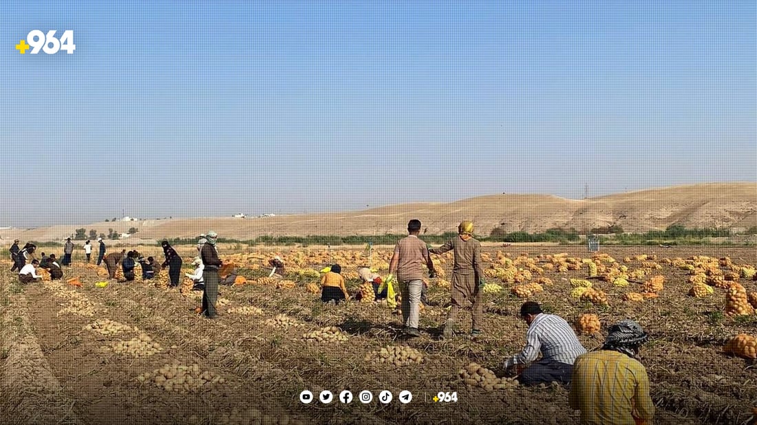بەرهەمی پەتاتەی کوردستان 600 هەزار تۆنە