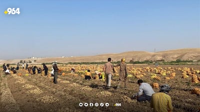 گەرمیان.. پەتاتە  هەلی کاری بۆ 90 کەس رەخساند