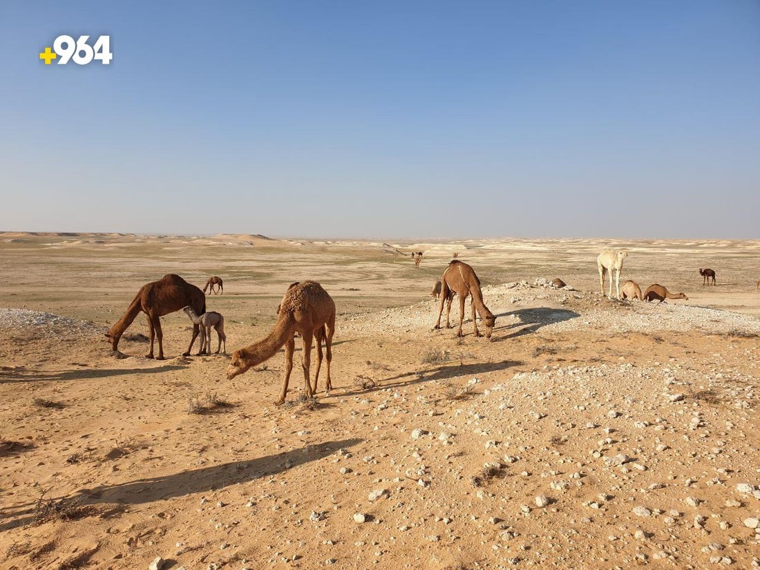 عرض الإبل مع الأغنام إهانة.. بدو المثنى يريدون مزاداً “للجودية” وسعرها 60 مليوناً