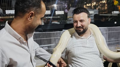 مارە سپییە بێ ژەهرەکە؛ ئەلبینۆ پایسۆن بناسه