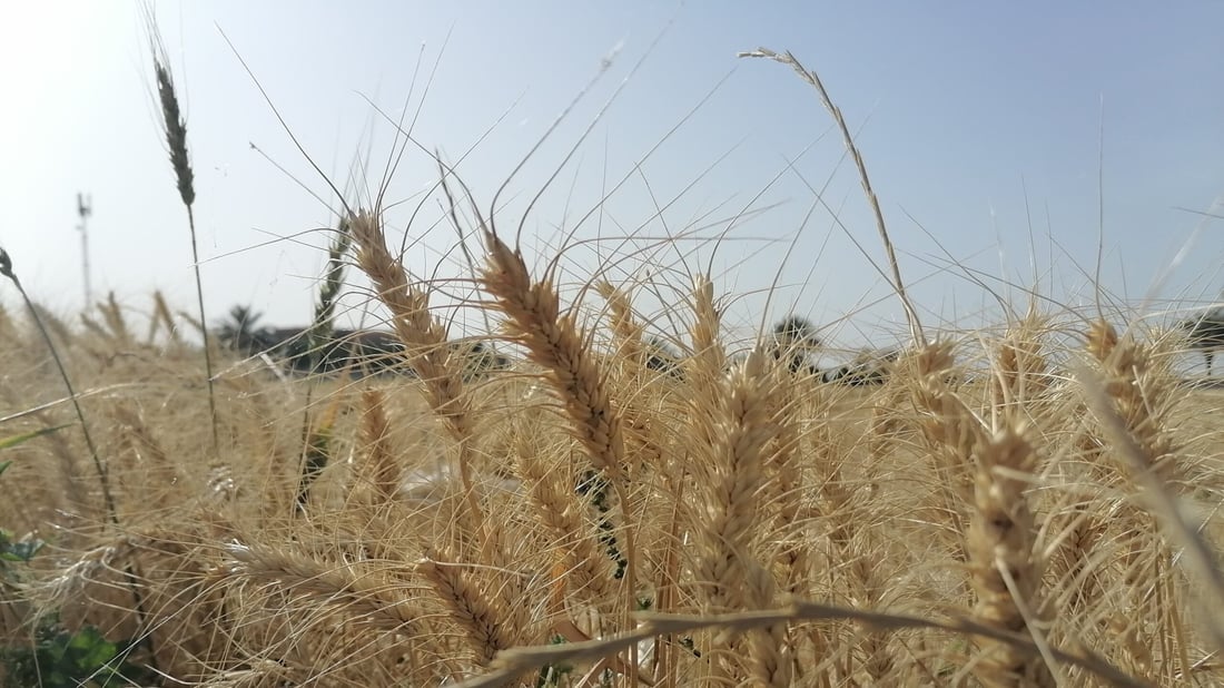 صور: شمال بغداد يحصد من الطارمية حتى تخوم صلاح الدين.. “صرف الأموال يشجعنا”