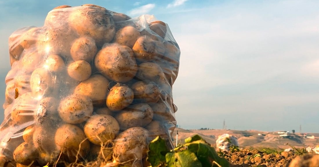 بطاطا گرميان في الربيع والخريف: تسد ثلث حاجة الإقليم وتسوّق إلى مناطق العراق (صور)