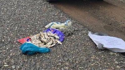 لەسەر راوە ماسی دەستگیرکرا و 100 هەزاریش غەرامەکرا