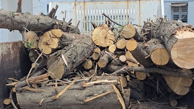 باخچەکانی سلێمانی داری وشک دەداتە قوتابخانە پیشەییەکان