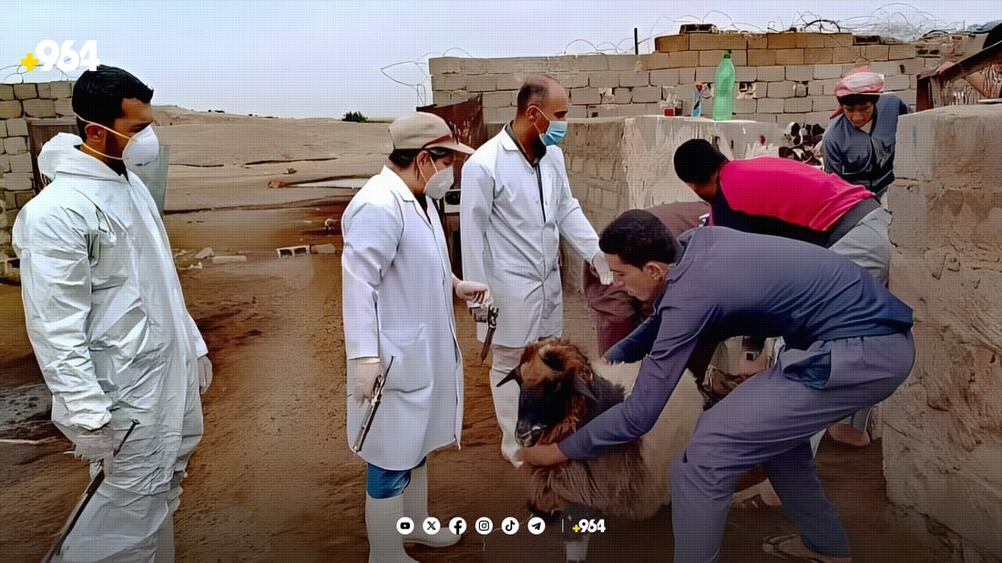 دەرزی دژە نەخۆشی لە ئاژەڵ و پەلەوەرەکانی خورماتوو دەدرێت