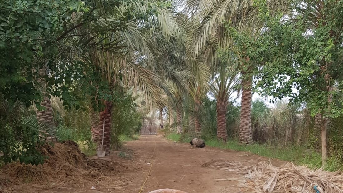 البصرة تبدأ مكافحة “لفحة الجريد” في بساتين المدَينة.. مبيد “البريك” وصل (صور)