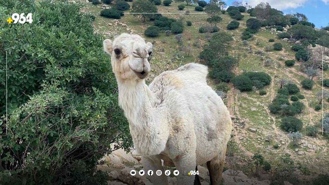 شوانکارێکی موسڵ بۆ لەوەڕاندن حوشترەکانی هێناوەتە گوندێکی دهۆک