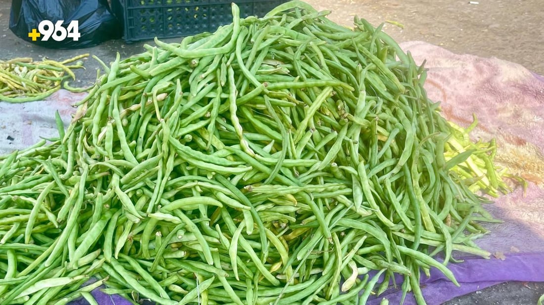 صور: وصول “التوحة” من بساتين شمال البصرة.. تنافس لوبياء سامراء لكن لشهر واحد