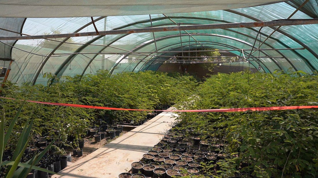 “ببلاش”.. واسط جهزت ربع مليون شجرة ألبيزيا للتوزيع غداً فتوجهوا إلى المشتل