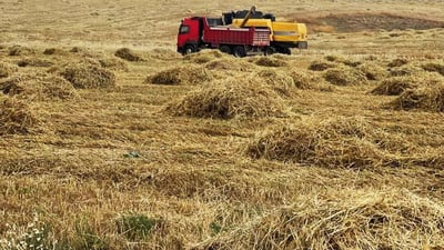 له‌ گه‌رمیان زیاتر له‌ 6000 جوتیار 300 هه‌زار دۆنمیان به‌ گه‌نم و جۆ داچاندووه‌
