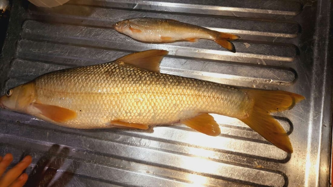 صورة لسمكة أطول من قنينة غاز.. صيادو آلتون كوبري سعداء بانخفاض منسوب المياه!