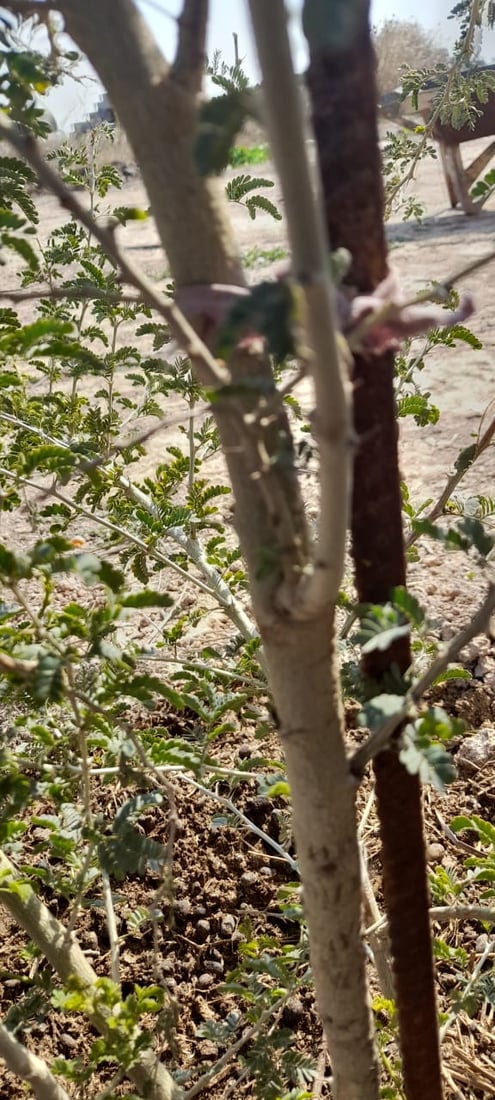 صور: خبير من بعقوبة ينجح بزراعة أول شجرة صمغ في العراق