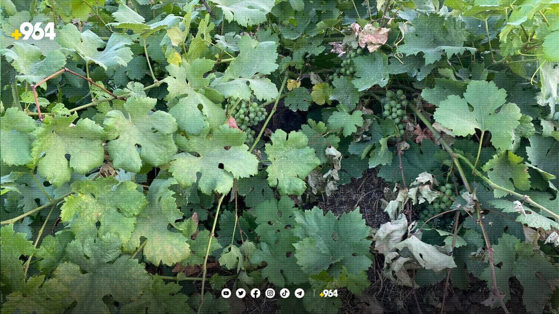 ئەمساڵ بەشێك لە ترێی ئامێدی نەخۆشە