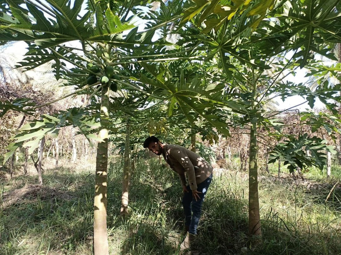 Iraqi farmer successfully grows Thai papaya trees in Babil