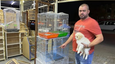 Terrier dogs gain popularity in Baghdad, veterinarian says