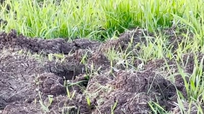 Massive rodent infestation threatens wheat crops in Girdesen