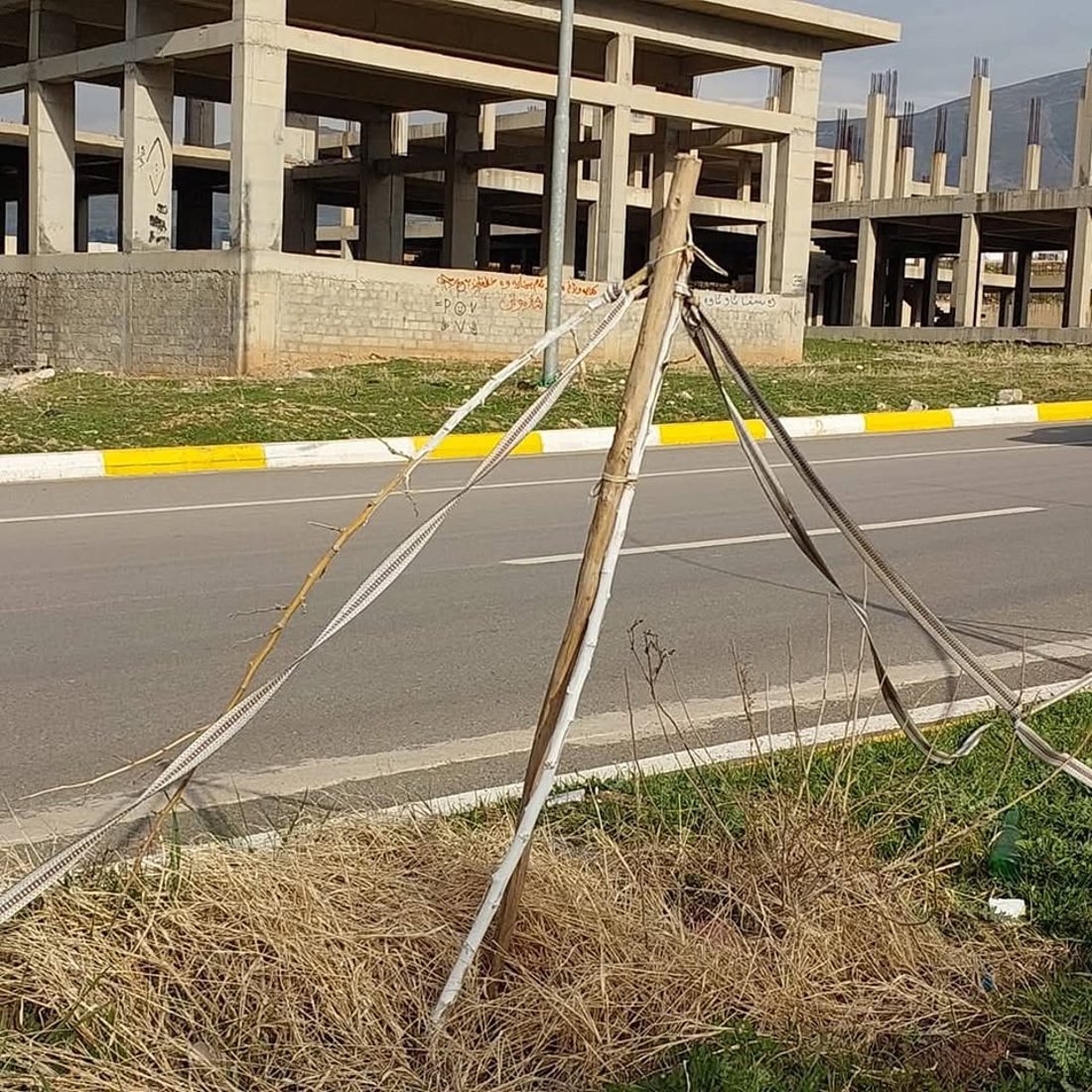 دەیان نەمامى توو لە هەڵەبجە شکێنراون