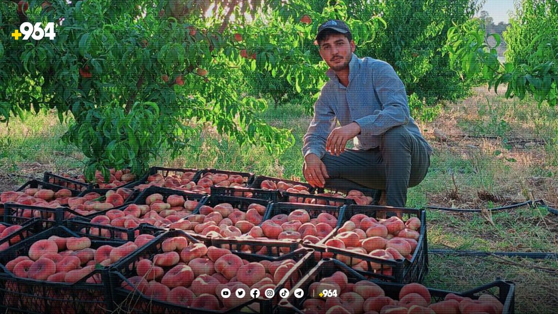 نۆبەرەی “قۆخ هەنجیر” لە دهۆك پێگەیی