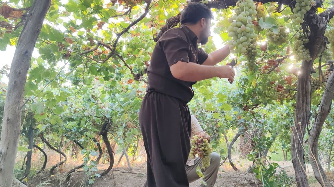 جوتیارێک چەندین بەرهەمی کشتوکاڵی بەنرخ لە یەک کێڵگەدا بەرهەم دەهێنێت