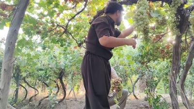 جوتیارێک چەندین بەرهەمی کشتوکاڵی بەنرخ لە یەک کێڵگەدا بەرهەم دەهێنێت