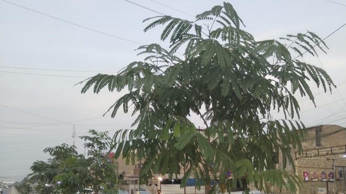 صور: 1500 شجرة ألبيزيا وداودونيا على طول شارع الضغط وسط بغداد