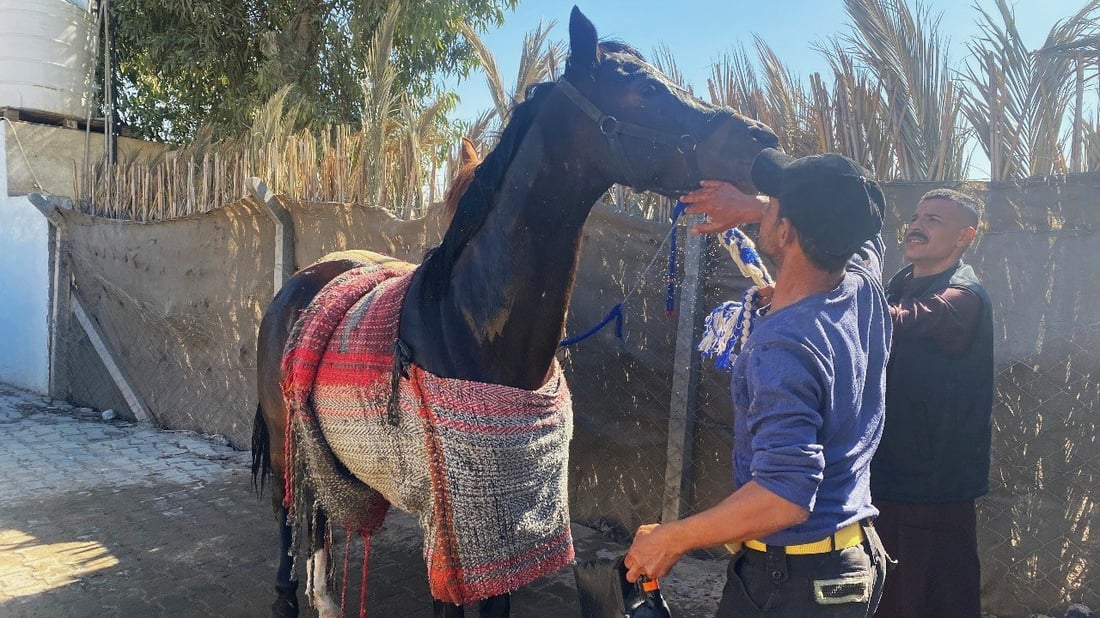 صور: خيول ميسان تشتاق إلى السباقات ومنافسات الجمال.. الحكومة تريد إحصائيات