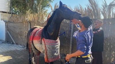 صور: خيول ميسان تشتاق إلى السباقات ومنافسات الجمال.. الحكومة تريد إحصائيات