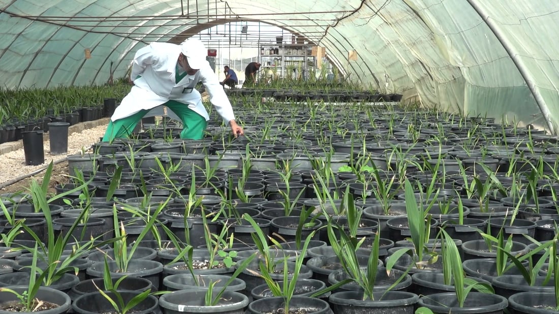 Saudi-Iraqi partnership aims to revive date sector in Hilla