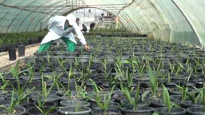 Saudi-Iraqi partnership aims to revive date sector in Hilla