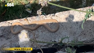 لە گەڕەکێکی دهۆک مار بە رێژەیەکی زۆر بڵاوبووەتەوە