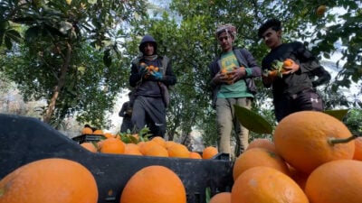 Anbar orange growers report lower harvest despite expanding orchards