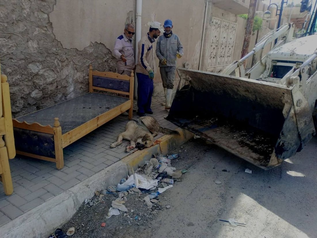 مامۆستایەکی ئاینی: نابێ بە پێدانی ژەهر سەگ لەناو ببرێ