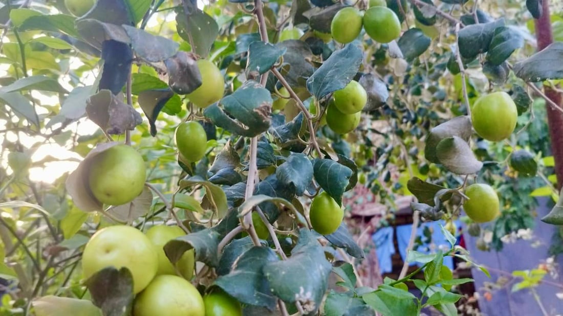 صور: مزارع بصري ينجح بتطعيم النبق التايلندي.. ثمرة بحجم كف اليد وكل 10 حبات كيلو!