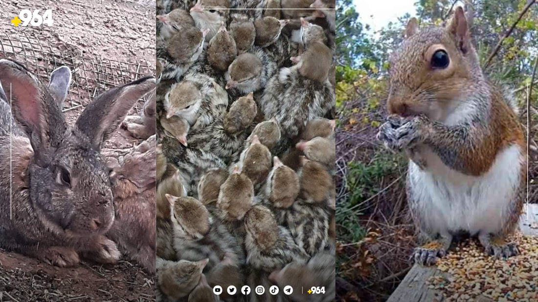 گوندى مه‌له‌كان بڕیاری قه‌ده‌غه‌ى راوكردنی دا