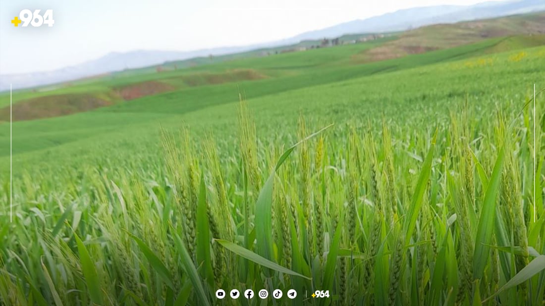 سن و كیسەڵە جوتیارانی كۆیه‌ی هەراسانكردووە