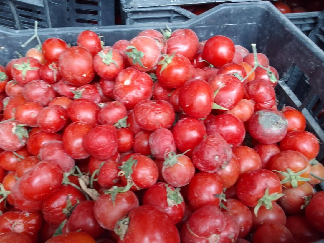 بارهەڵگرێک تەماتەی خراپبوو لە كەلار لەناوبرا