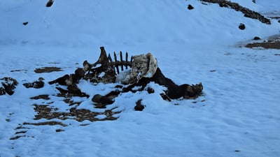 بۆنێکى ناخۆش بڵاوبووەتەوە؛ گۆڕستانى ئاژەڵە مردارەوەبووەکان