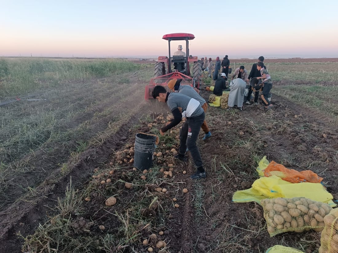 صور: ربيعة قطفت البطاطا لكنها ليست دائماً للبيع.. تجار بغداد وصلوا بسرعة