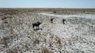 خسائر المربين لا تتوقف في واسط.. المواشي تصاب بالعمى ثم تموت (صور)