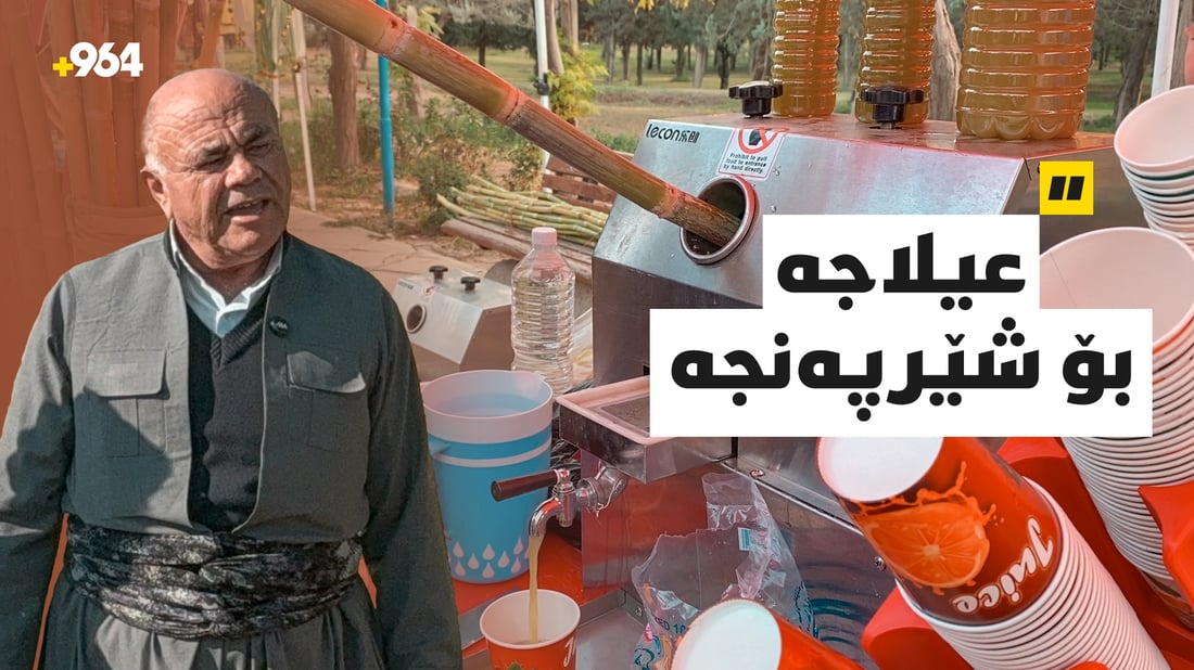 کێڵگەی چاندنی قامیشی شەکر لە هەولێرە